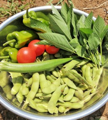 2025_自然育児もりの芽_01